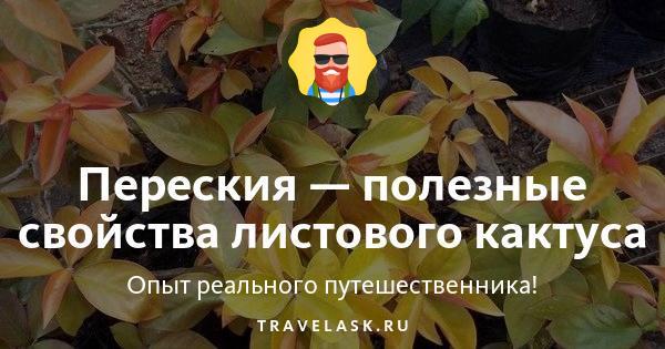 Цветущее растение-кактус Переския ...