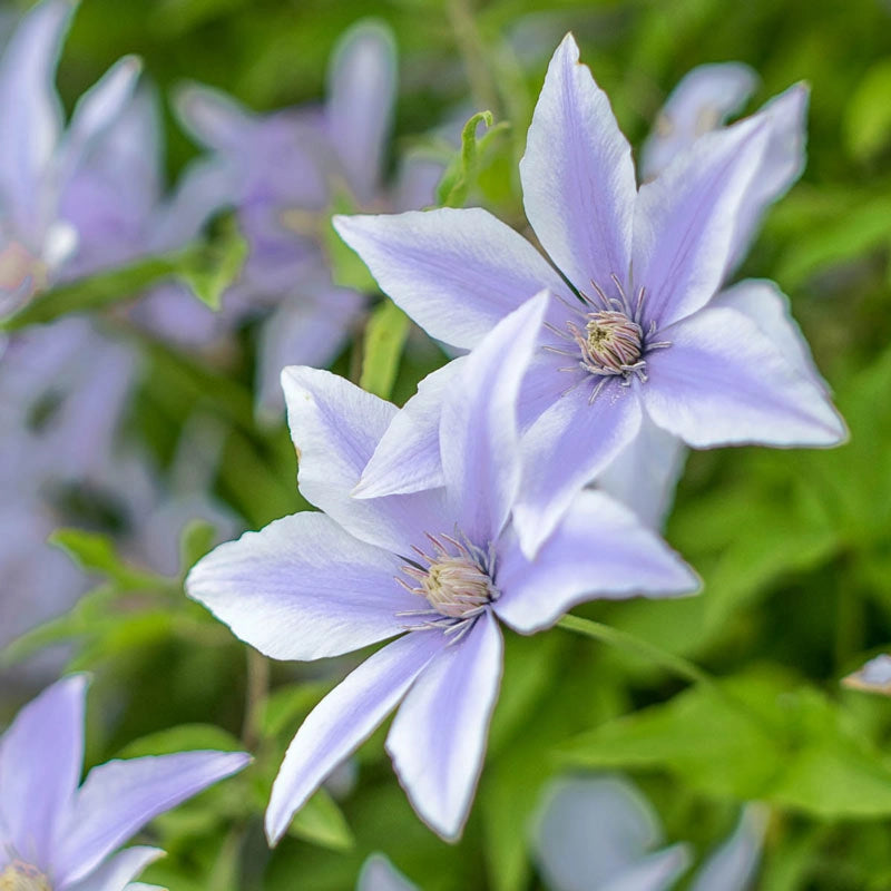 Клематис цельнолистный Блю Сенсейшен (Clematis Blue Sensation ...