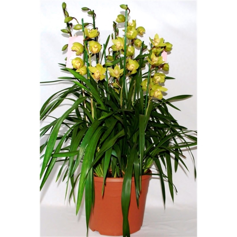 Цимбидиум (Cymbidium) - Сорта и виды орхидей