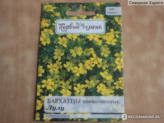 Tagetes patula) 