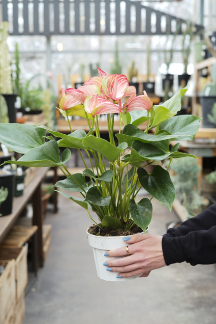 Anthurium andr. maine 6 fl. m17 65cm.