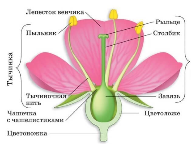 Семейство Cложноцветные – формула цветка, общая ...