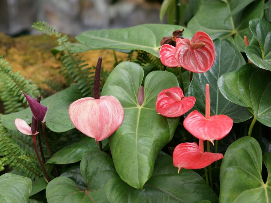 #ЦветыВместе Антуриум Джамбо Блэк Anthurium Jambo ...