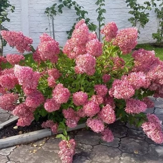 Гортензия метельчатая Волшебная свеча~Hydrangea Paniculatа ...