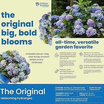 Hydrangea Macrophylla – Endless Summer ...