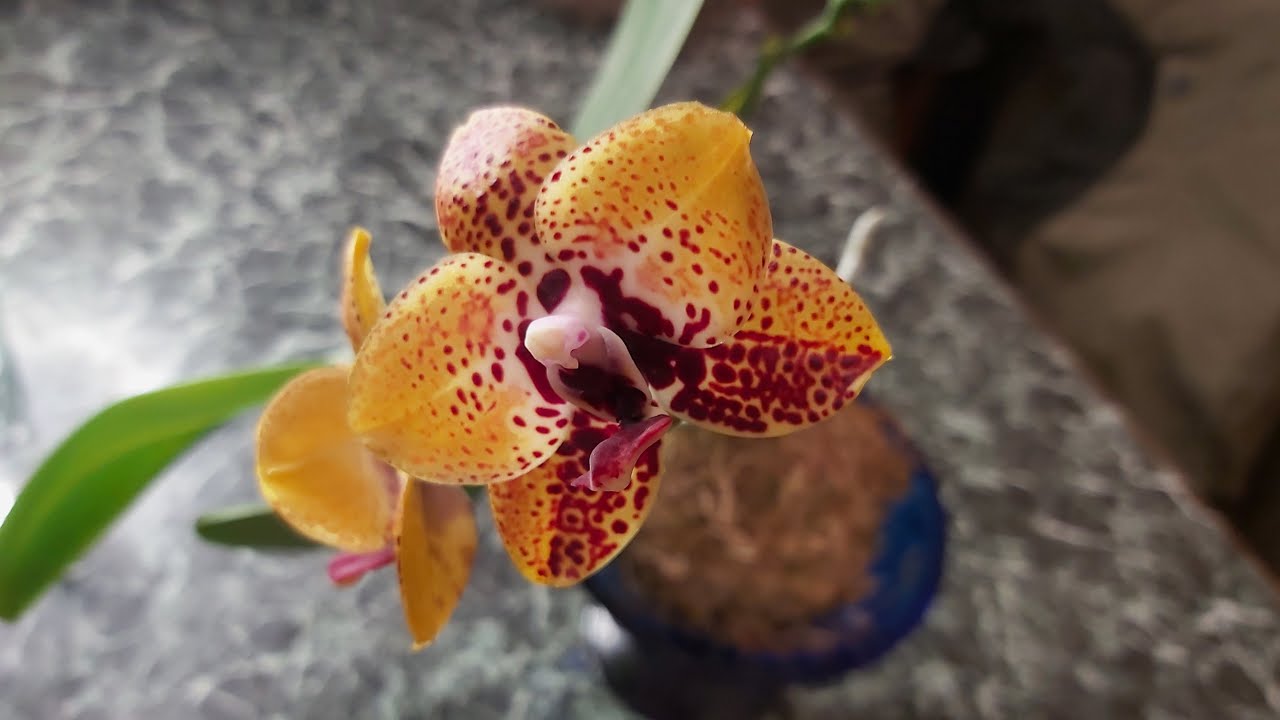 Phal Zhen Min Anaconda. Орхидея ...