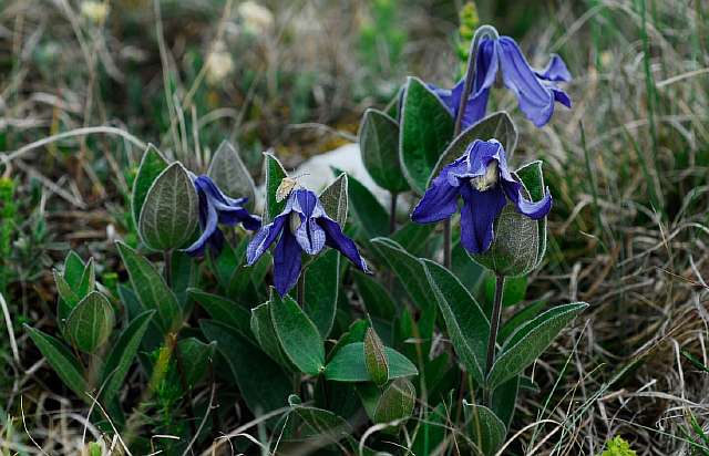 Клематис цельнолистный (Clematis integrifolia L.) – Вьющиеся ...