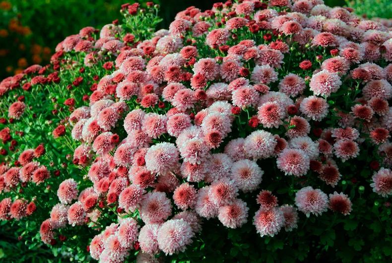 Хризантема корейская Камалия /Chrysanthemum koreanum/. У-Ф-Х ...