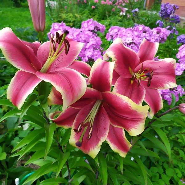 Lilium Marco Polo