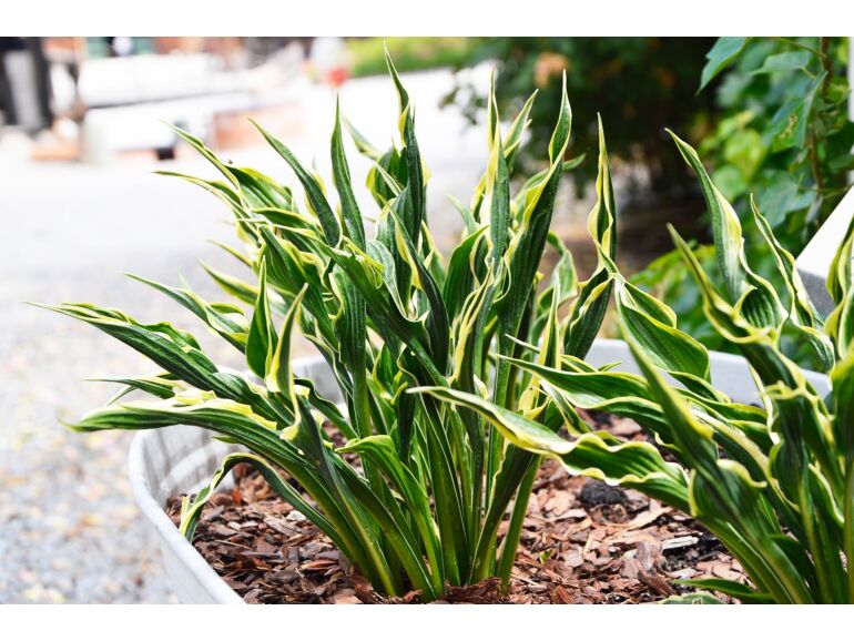 Hosta Praying Hands - Eurohosta