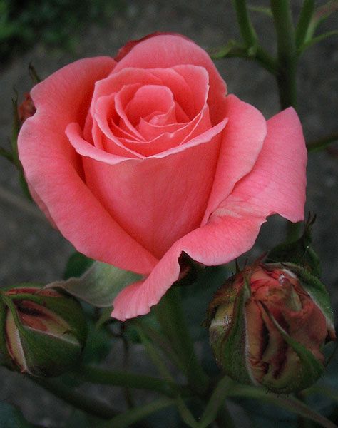 Name This Rose Sonia Climbing Stock Photo 1416218825 ...