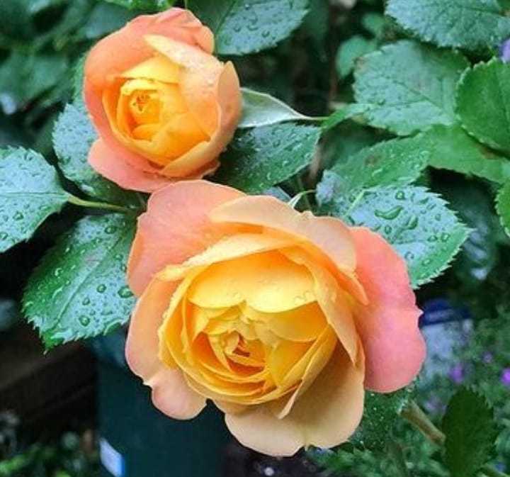 Orange Baby Roses Bouquet | 御花店 FlowerBouquet HK