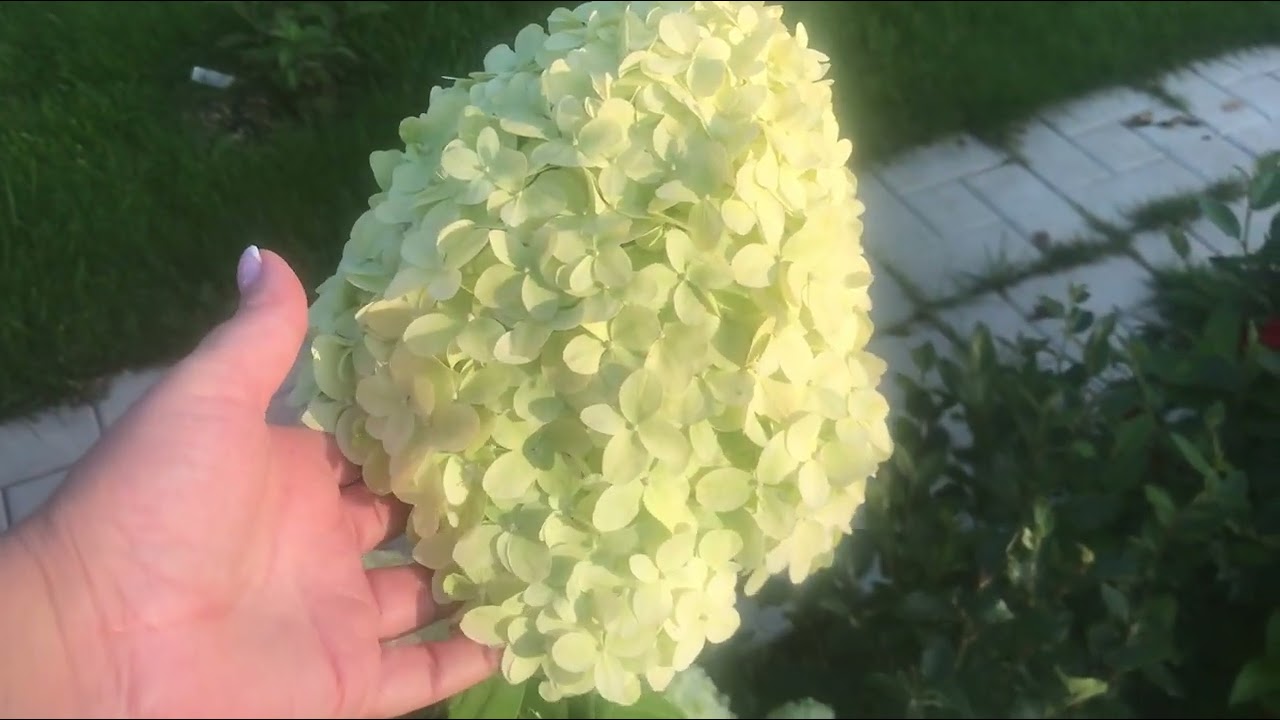 Гортензия метельчатая Селекшн (Hydrangea paniculata Selection)