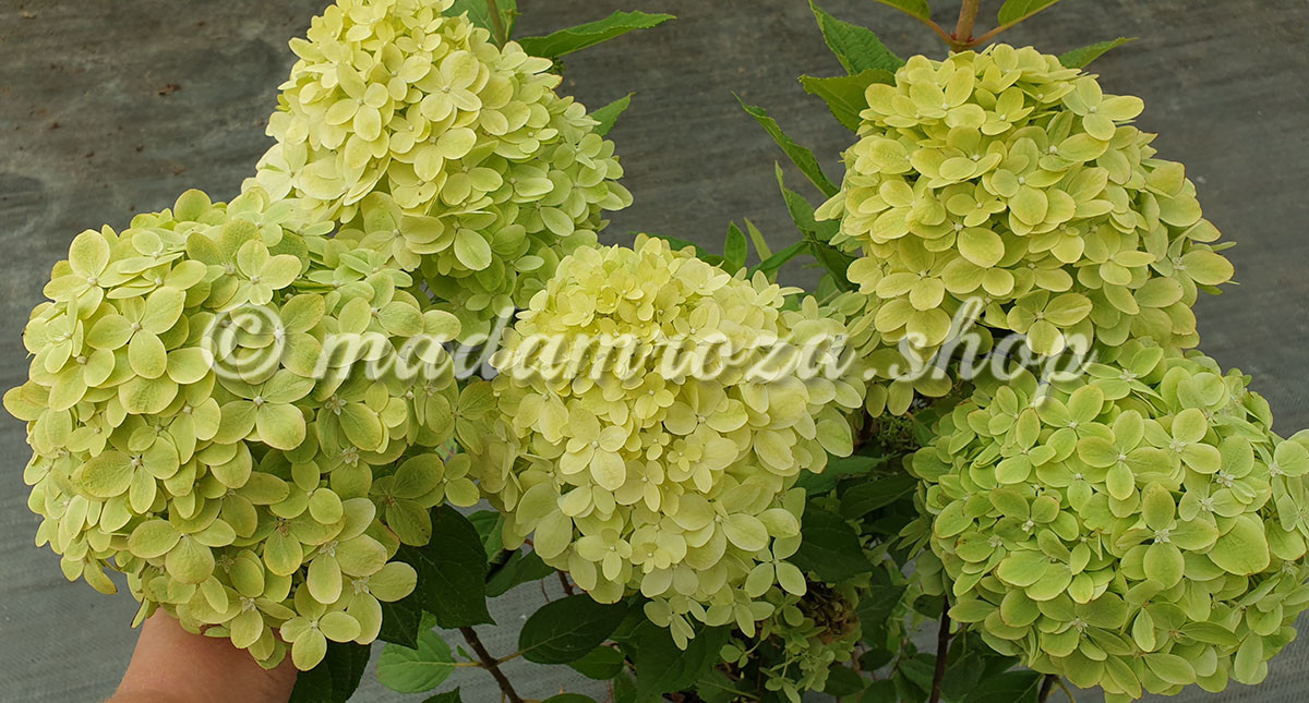 Hydrangea paniculata Little Passion ...