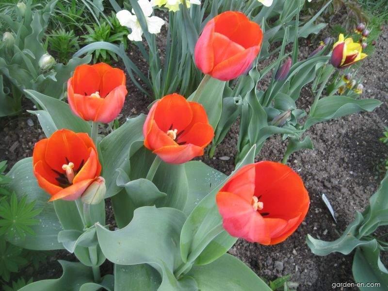 Buy premium quality Tulip Ad Rem 10 ...