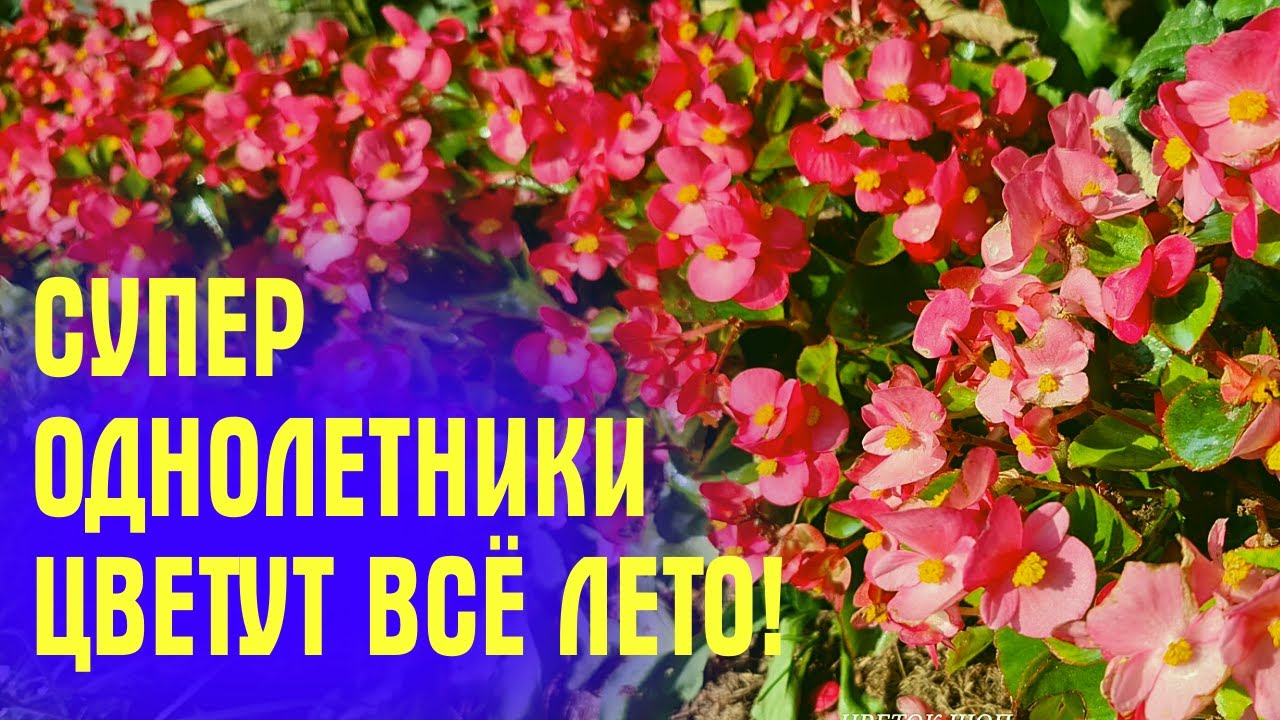 10 самых стойких и неприхотливых ...