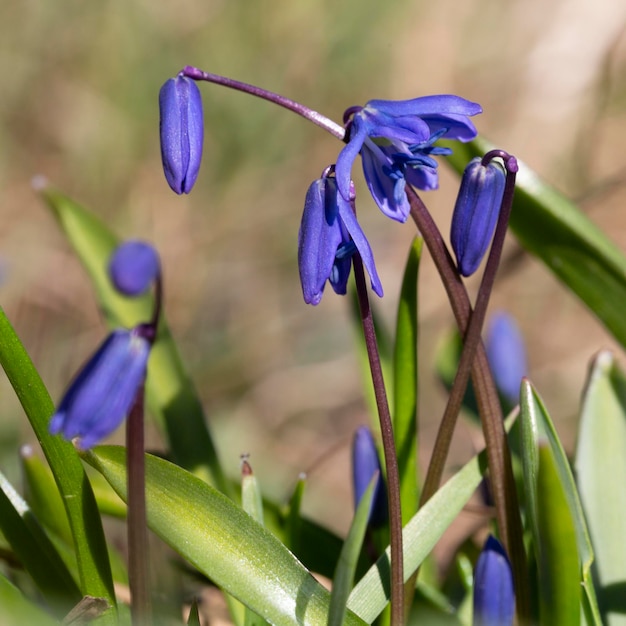 ПРОЛЕСКА (СЦИЛЛА) СИБИРСКАЯ (Scilla sibirica) | Сады Русского ...