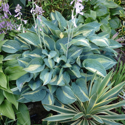 Hosta 'Kiwi Full Monty' - Dorset Perennials