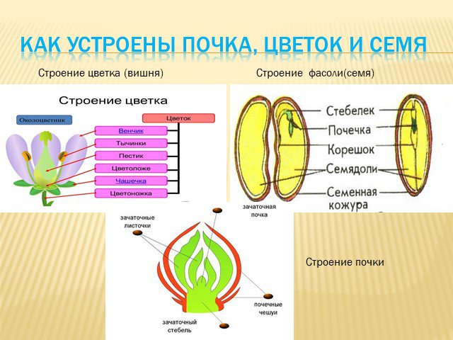 Окружающий мир - Российская электронная школа