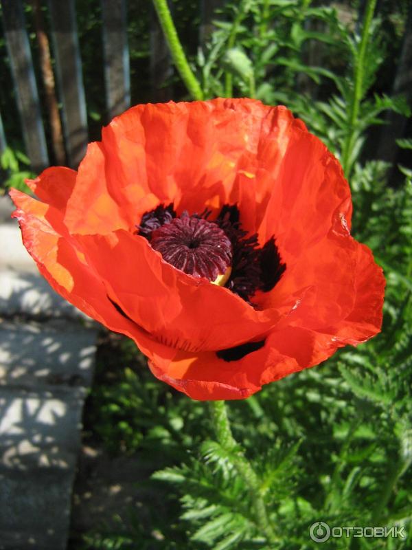 Мак восточный (Papaver orientale) «King Kong» - «Feel Green»