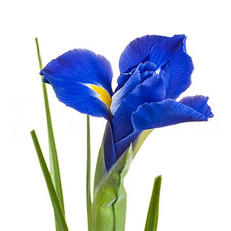 Iris Blue Ribbon Dutch | Bluestone ...