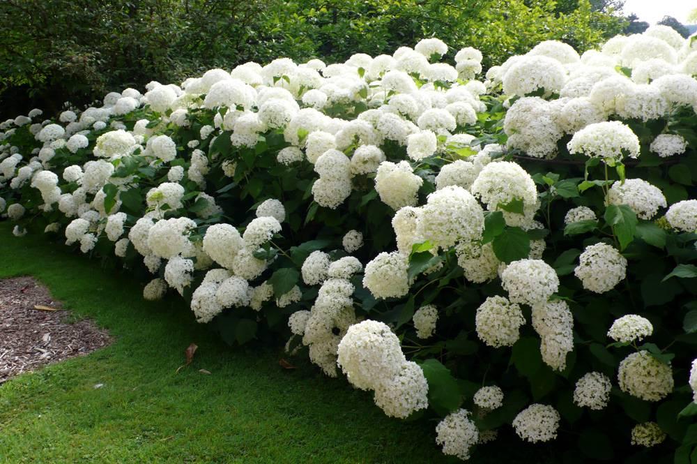 Купить Гортензия метельчатая (Hydrangea paniculata) с ...