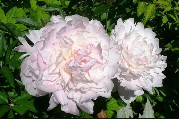 Пион Лиллиан Уайльд (Paeonia Lillian Wild). Махровый ...