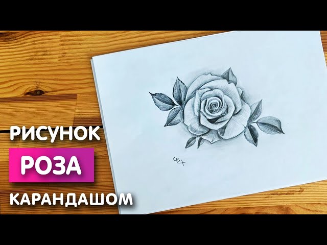 Скачать картинки Рисунок розы вектор ...