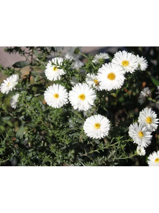 Aster novi-belgii 'White ...