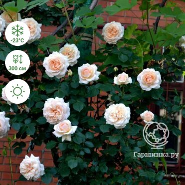 Rosa (Bourbon Group) 'Reine Victoria' - Roos, The Shell Rose ...