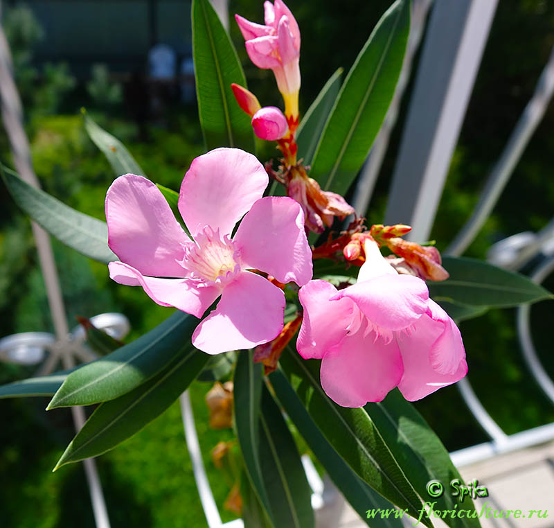 Nerium OLEANDER 'HARDY RED' (Олеандр): купить 3 семени c ...