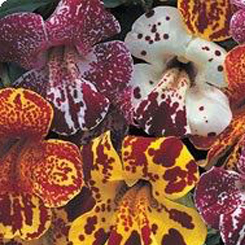 Губастик (Mimulus) фото, описание биология экология ареал в ...