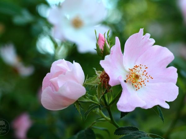 Rosa canina｜Romanian national flower ...