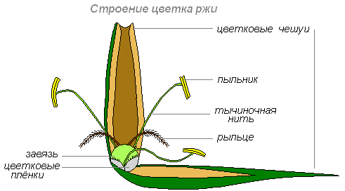 Цветок и его строение