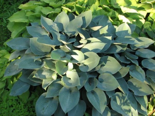 Хоста Хадспен блю (Hosta Hadspen Blue) купить в спб лисий нос ...