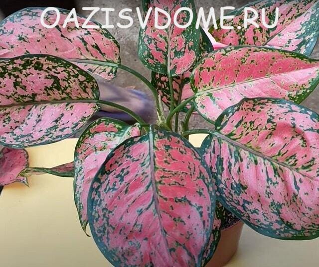 Аглаонема 'Копенгаген' (Aglaonema 'Copenhagen') — описание ...