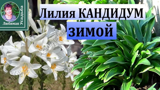 Купить фотообои Лилии - Лилии кандидум. Рисованной векторная ...