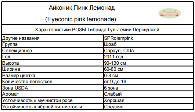 Роза Большой Театр: отзывы, описание сорта, фото, видео ...