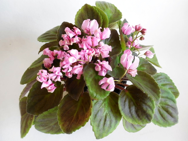 Honey Blue Ace Miniature African Violet Leaves Cutting - Etsy