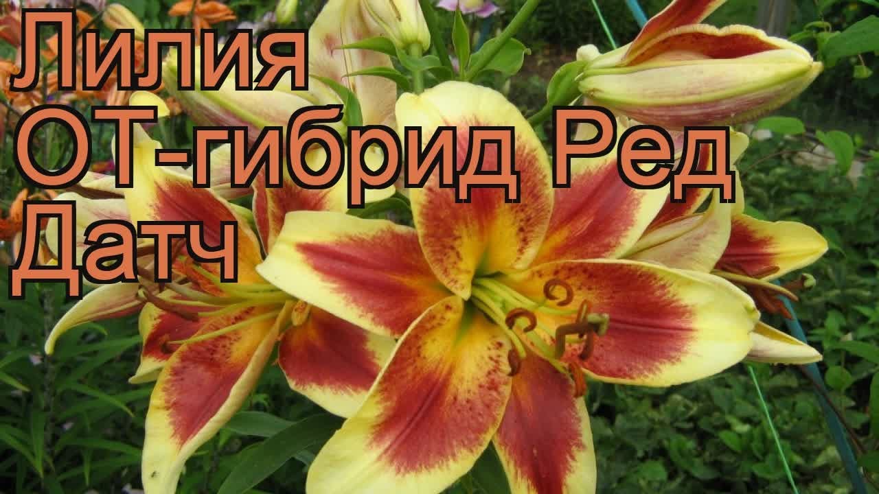 Луковичные - Лилия Ред Твин - Галерея ...