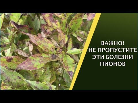 Пионы - описание сортов и секреты выращивания - Прогрессивное ...