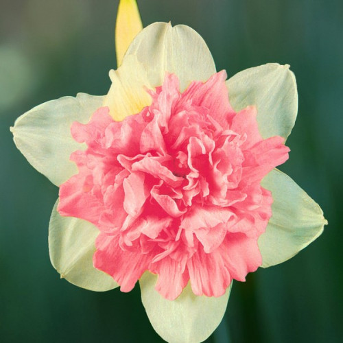 Narcissus Rosy Cloud ...