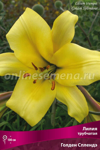 Lilium Golden Splendor (Trumpet Lily) фотография Stock ...