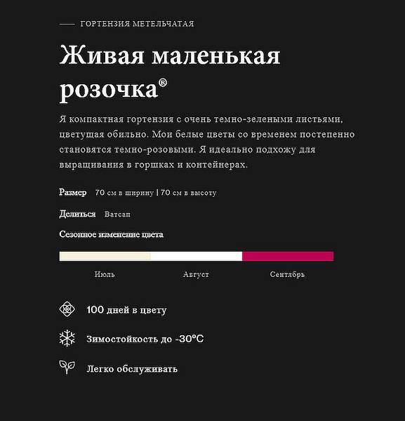 Гортензия метельчатая Пинк энд Роуз (Р9) - Купить по выгодной ...