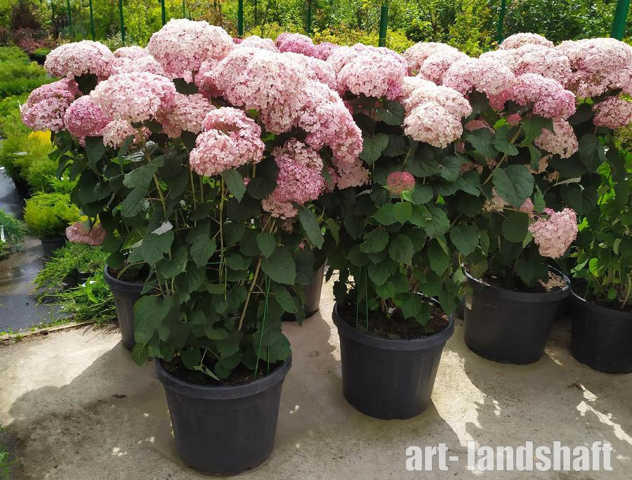 Купить Гортензия древовидная Аннабель Hydrangea arborescens ...