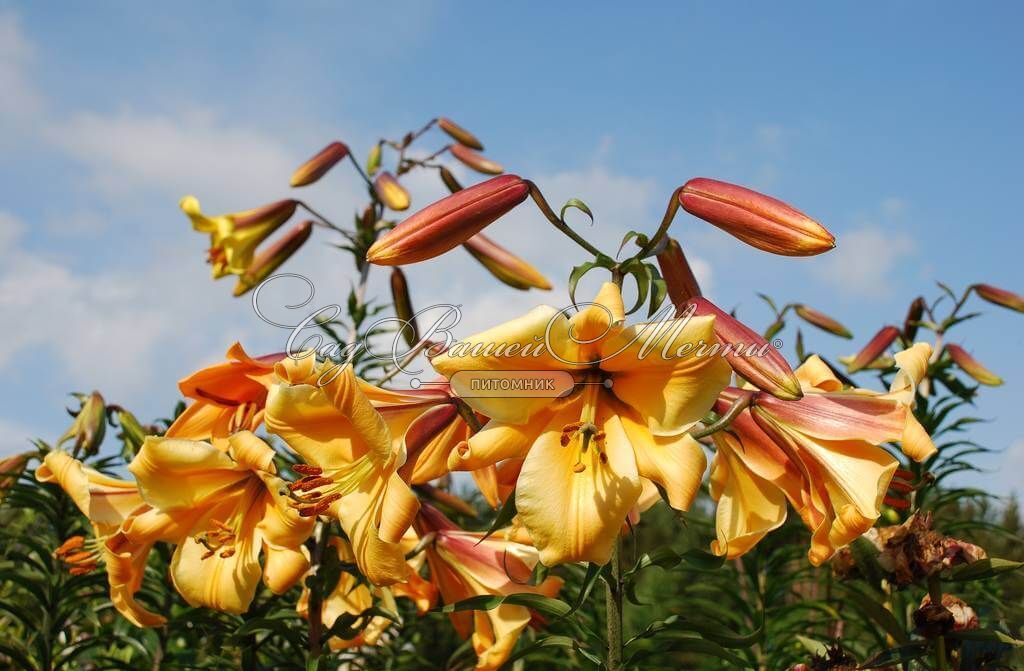 AFRICAN QUEEN TRUMPET LILY FLOWER BULBS ...