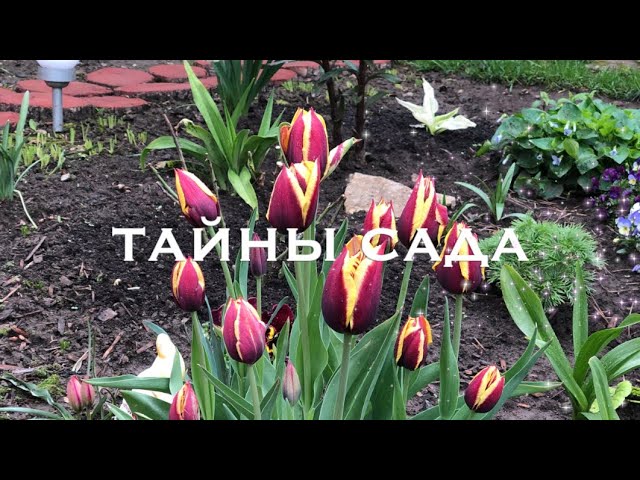 Тюльпан Gavota (Гавота)🌷 - купити цибулини та бульби в ...