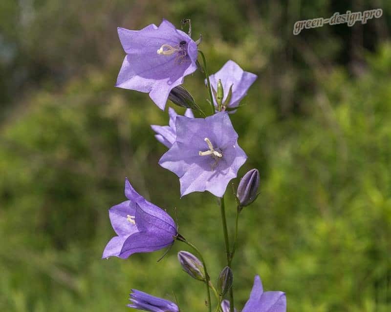 Campanula poscharskyana ADANSA PURPLE — Растения Оптовая ...