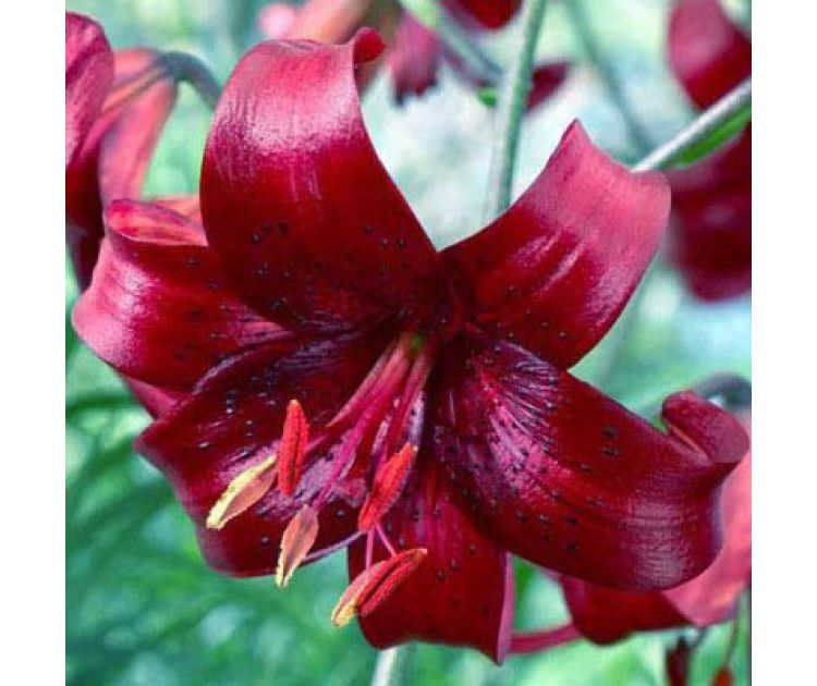 Скачать картинки Lilium red dutch ...