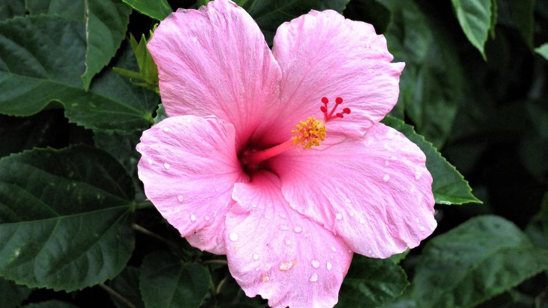 Hibiscus TRIONUM (Гибискус): купить 2 семени c доставкой ...